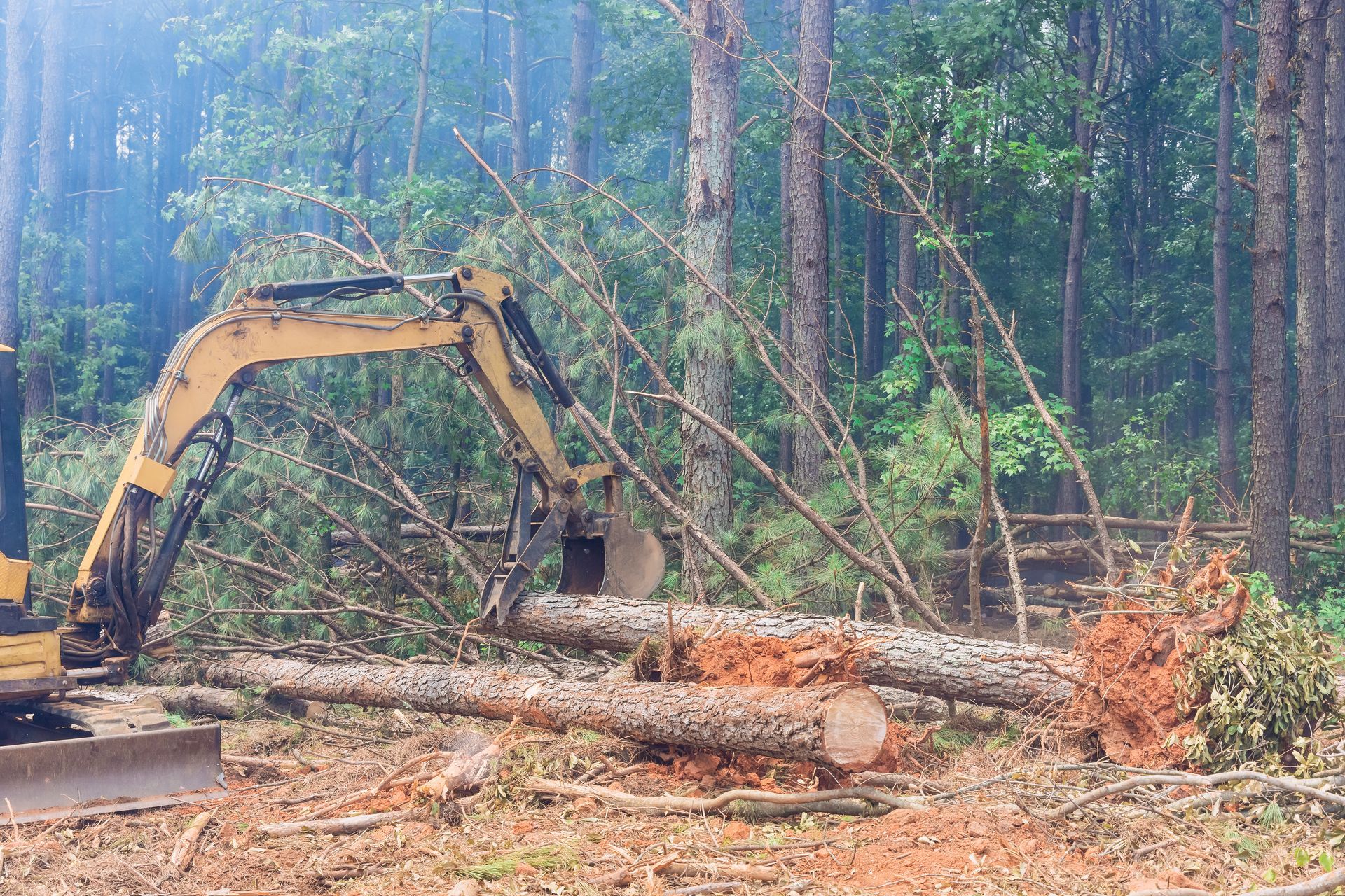 Yellow excavator clearing fallen logs in a forest clearing