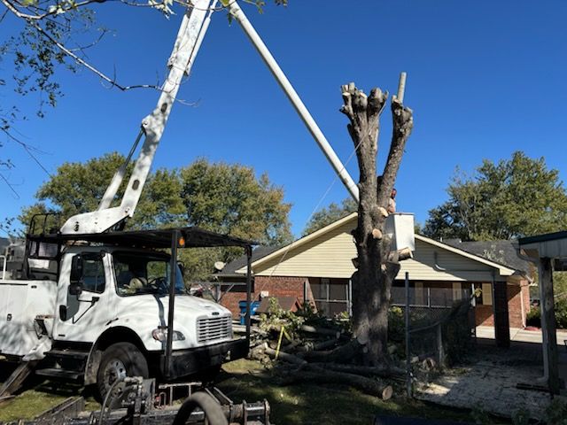 Worker trimming a tall tree with a chainsaw while standing on a ladder against a cloudy sky