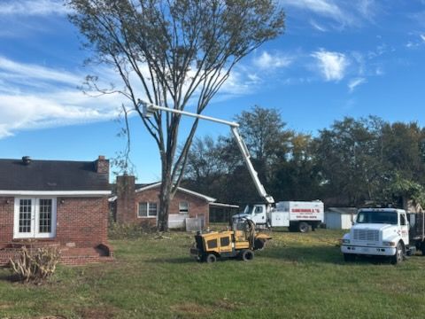 Arborist trimming a tall tree against a clear blue sky