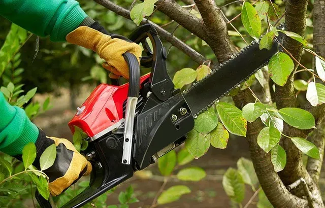 Tree Care Services in Minneapolis