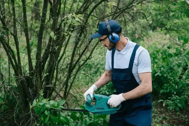 Tree Trimming in Minneapolis, MN To Keep Your Trees Healthy & Your Property Safe