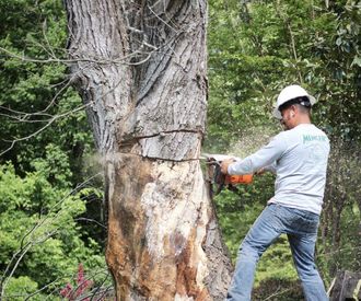 tree removal