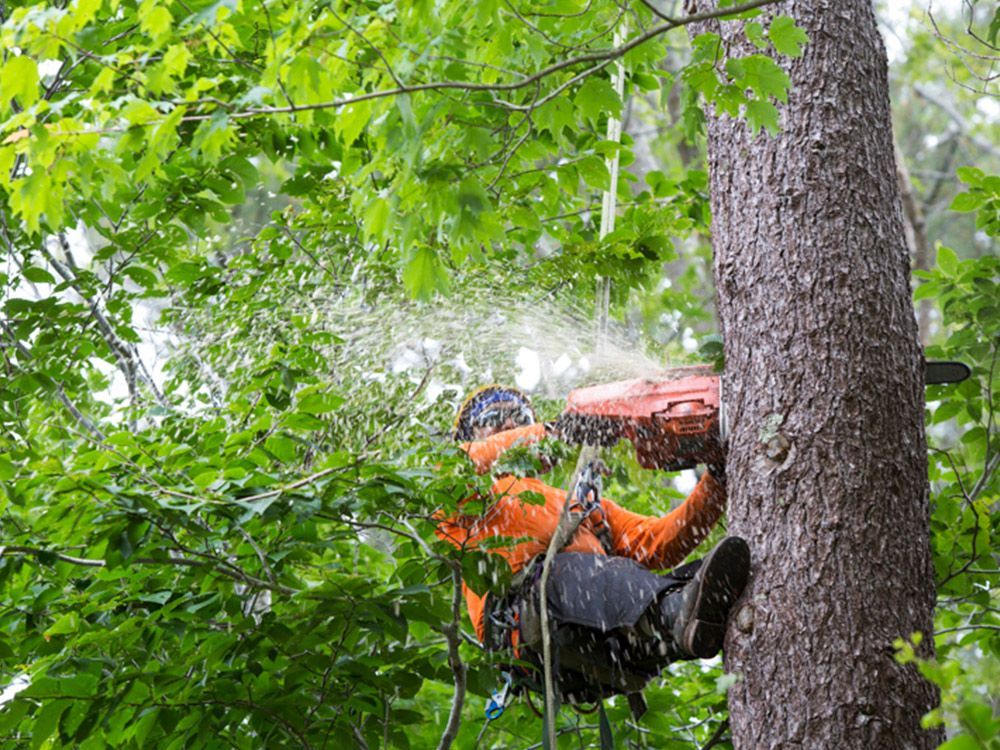tree trimming