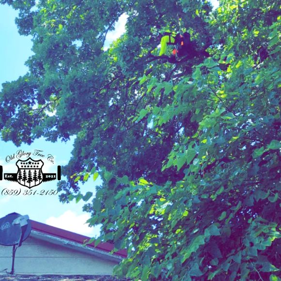 Setting rigging rope on white oak limb — Lexington, KY — Old Glory Tree Co