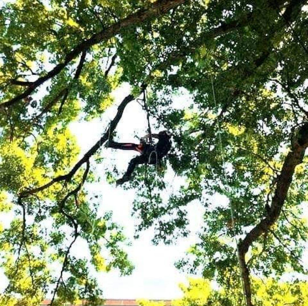 Kid Hugging A Tree — Lexington, KY — Old Glory Tree Co