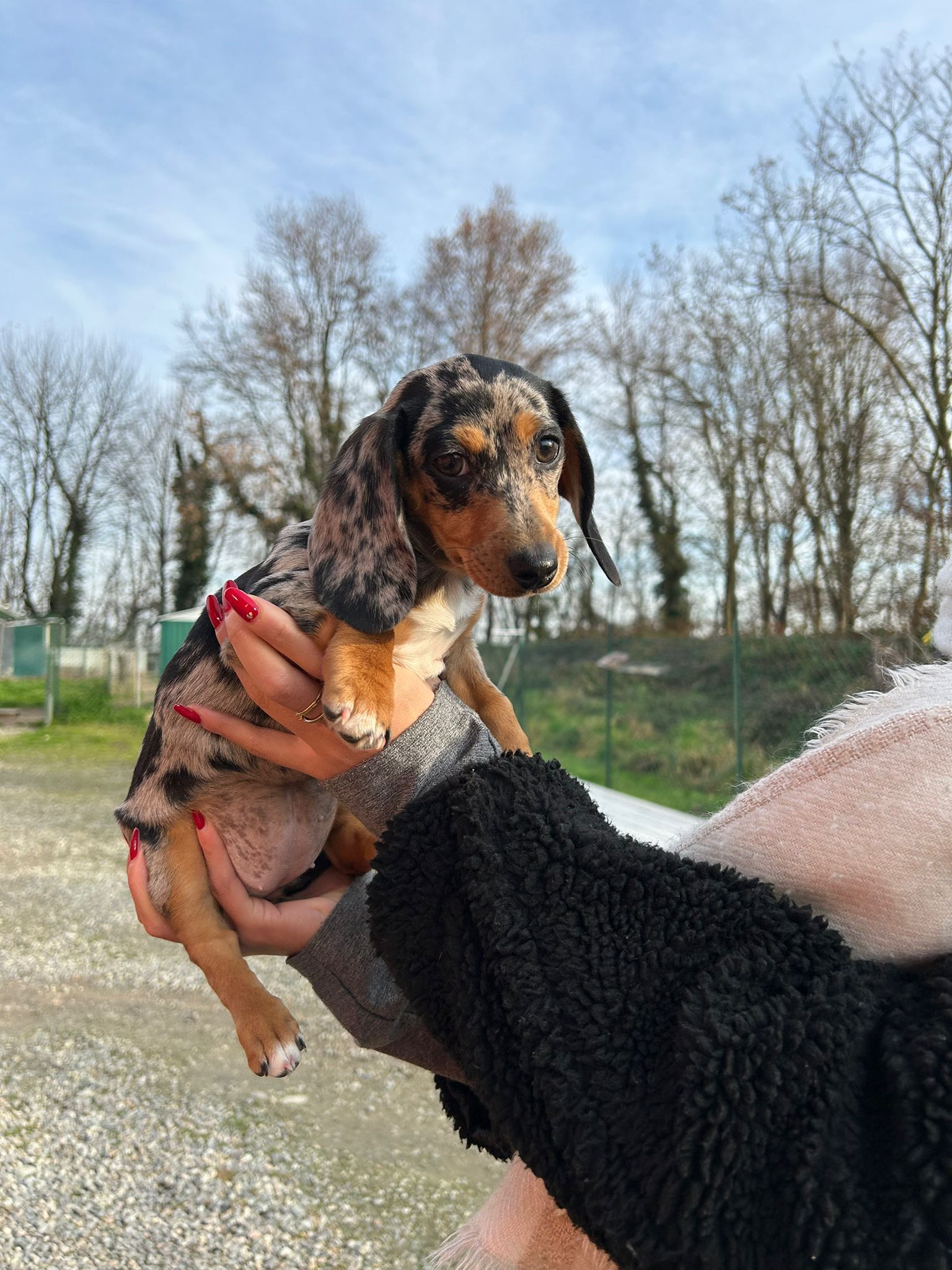 Cucciolo di bassotto con pelo maculato tenuto in mano all'aperto, vicino ad alberi spogli e vegetazione.