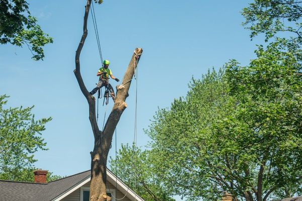 tree removal services