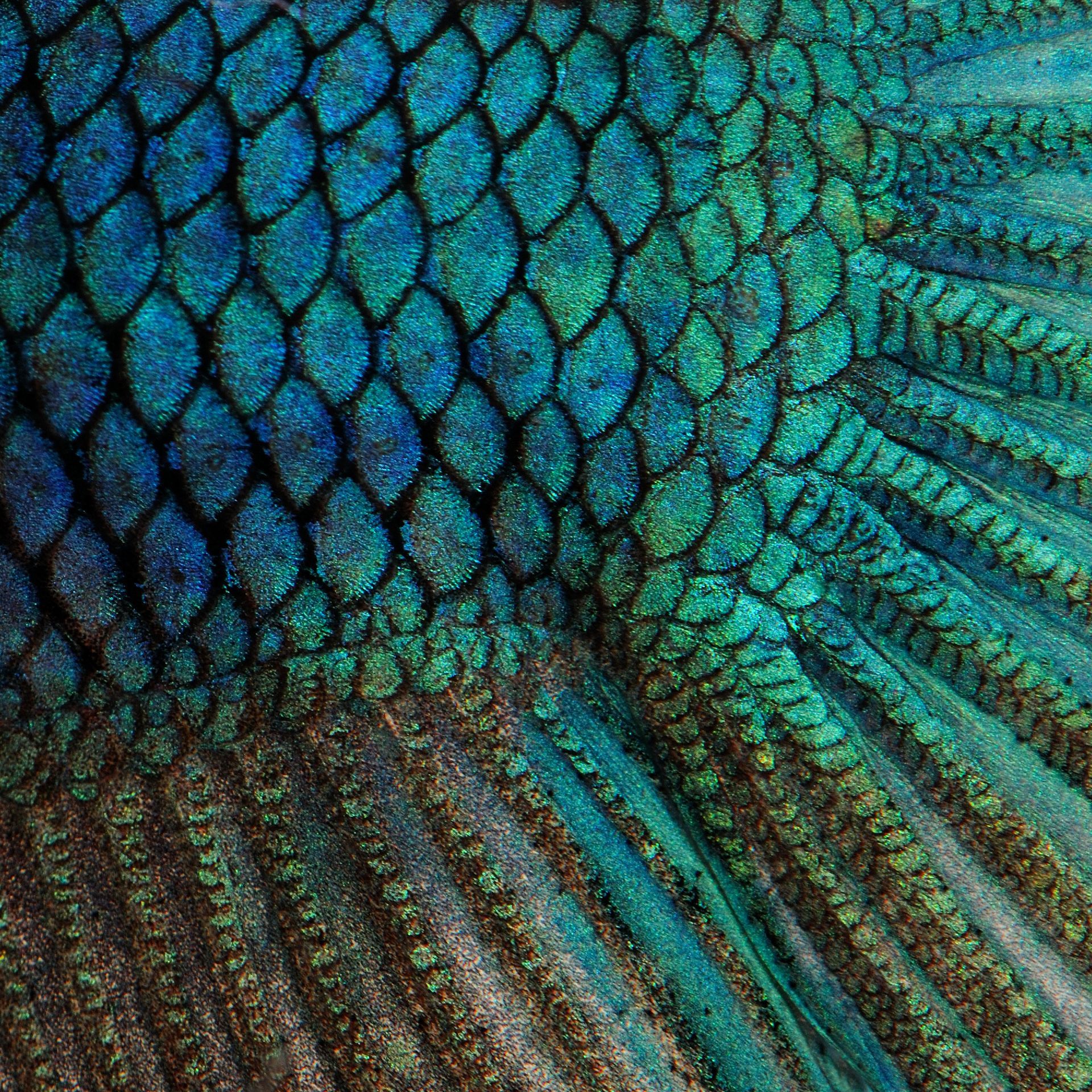 Close-up of iridescent fish scales in blue and green hues.