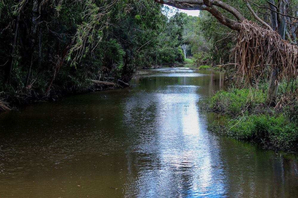 A River Flowing Through A Lush Green Forest Surrounded By Trees — East Coast Metal Recycling In Pimpama, QLD