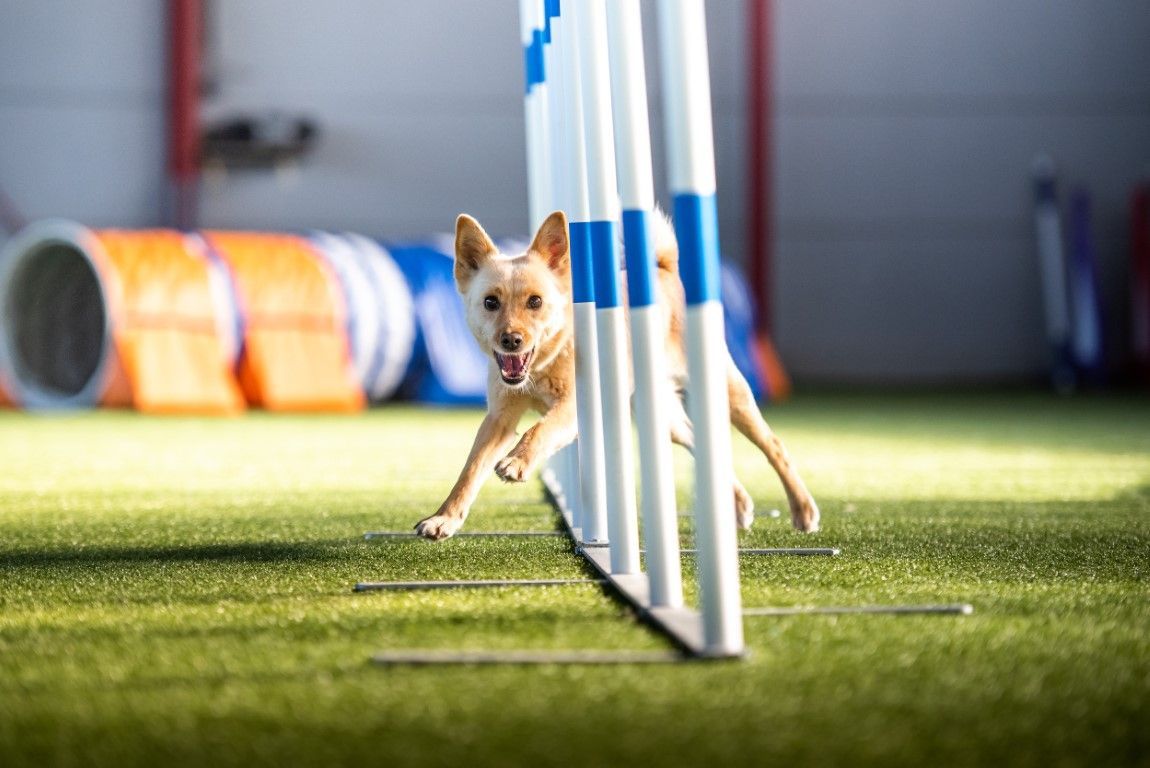 An image of Pet Turf In Elgin IL