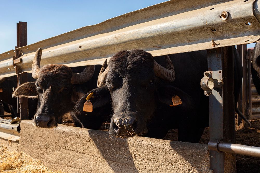 Mucche nere che sbirciano da dietro una recinzione metallica in un rimorchio per bestiame in una giornata di sole