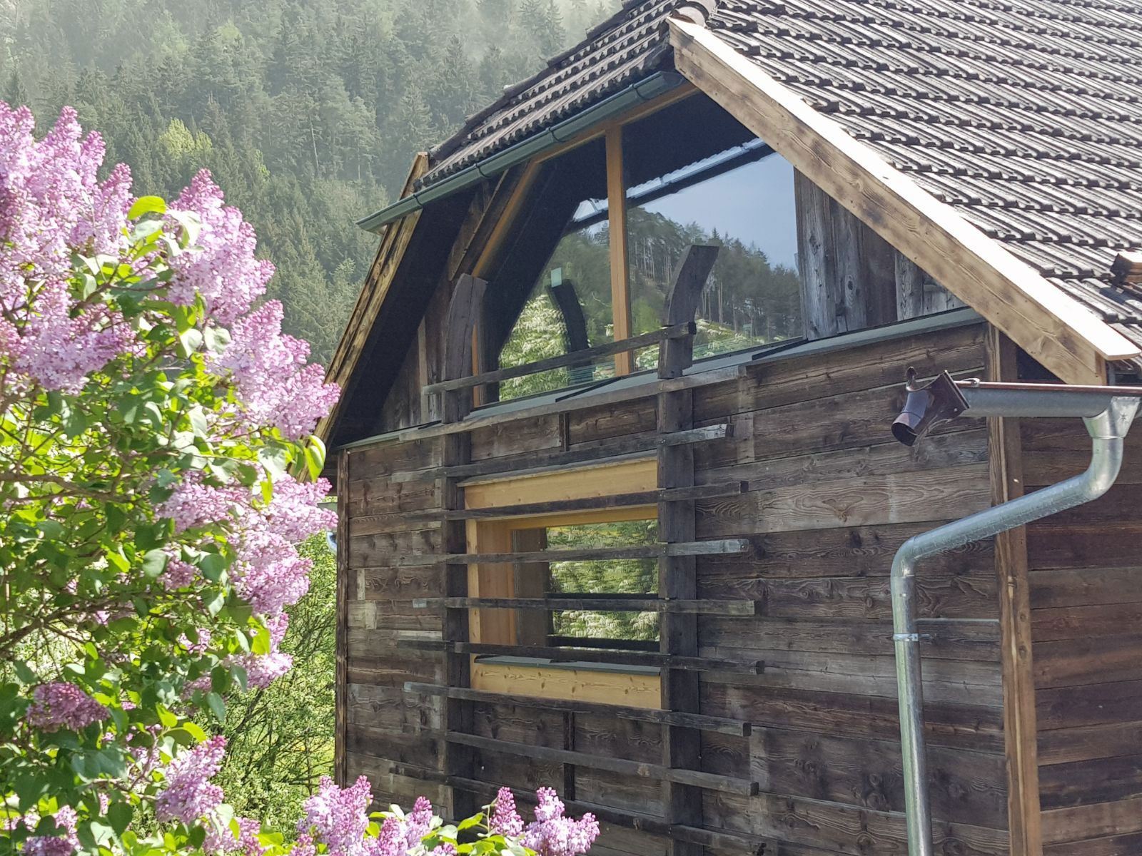 Wooden cabin with large windows beside blooming purple lilacs in a forested mountain setting