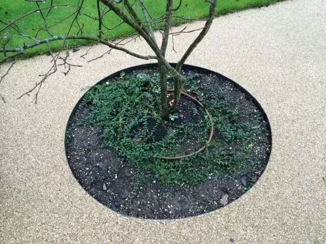 Small tree in a circular mulch bed set in a tan gravel path beside green grass