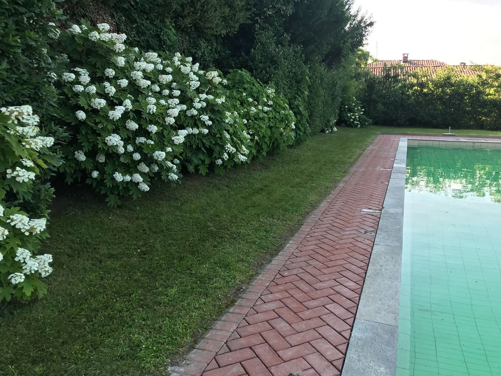 green garden