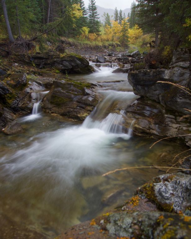 A river flowing through a forest with a small waterfall in the middle.