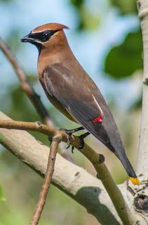A small brown bird, with a black mask like marking over it's eyes, perched on a tree branch.
