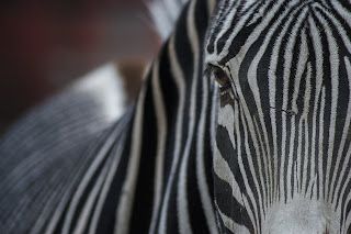 A close up of a zebra 's face with a blurry background, with the zebra face in focus.