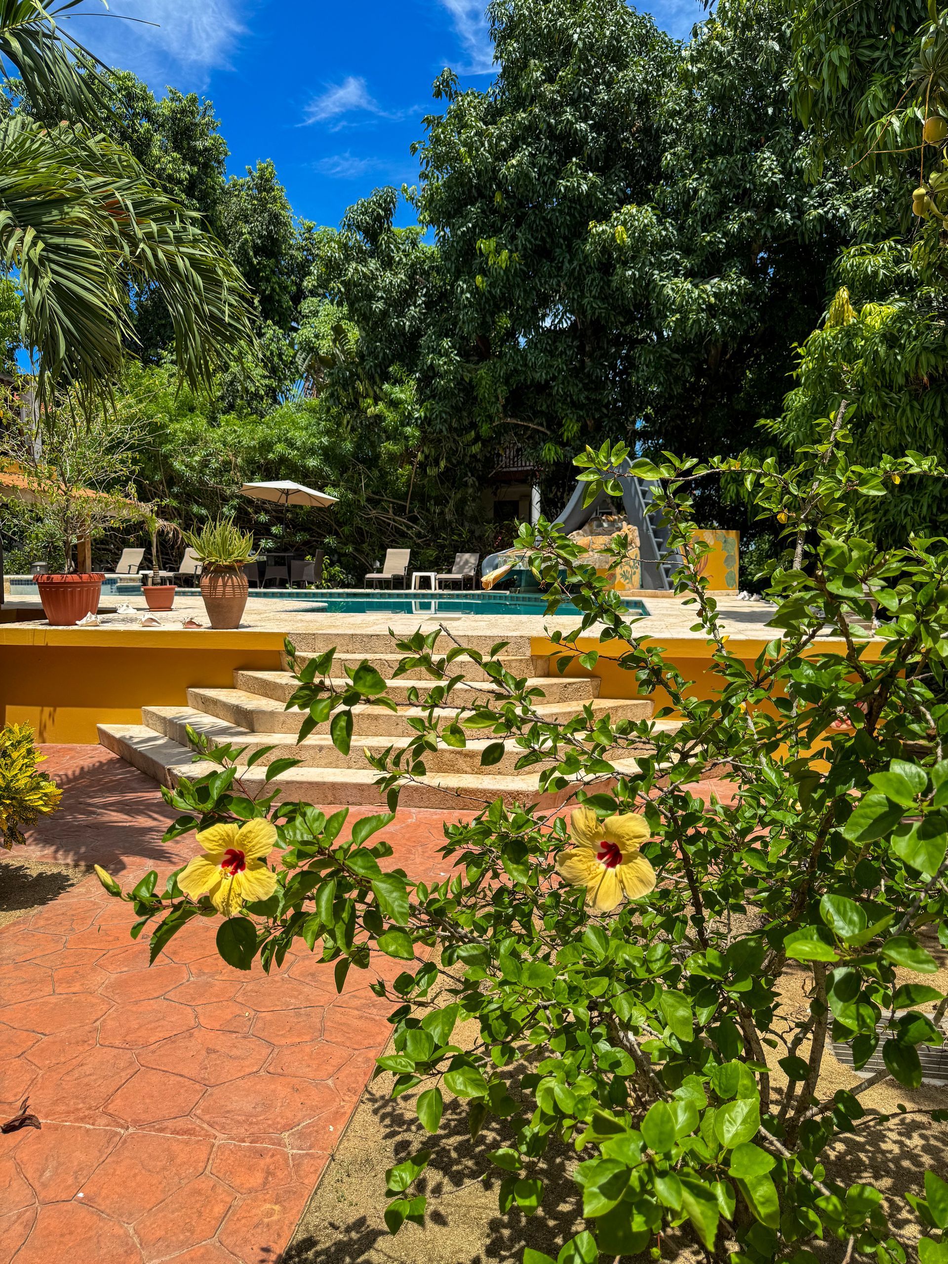 A swimming pool is behind trees with yellow flowers, hotel with pool in Hopkins Village Belize 
