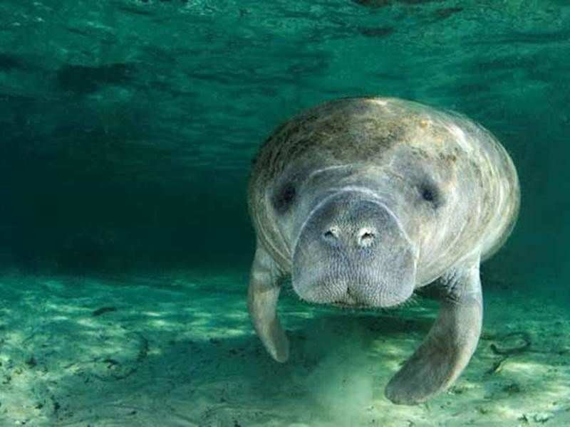 A manatee is swimming in Belize Ocean, Manatee watch tour in Belize 