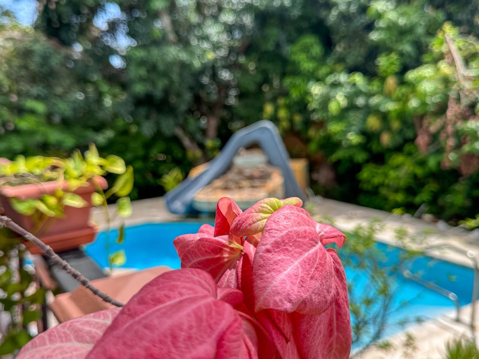 Family-friendly swimming pool with waterslide at Caribbean Shores B&B Hopkins Belize