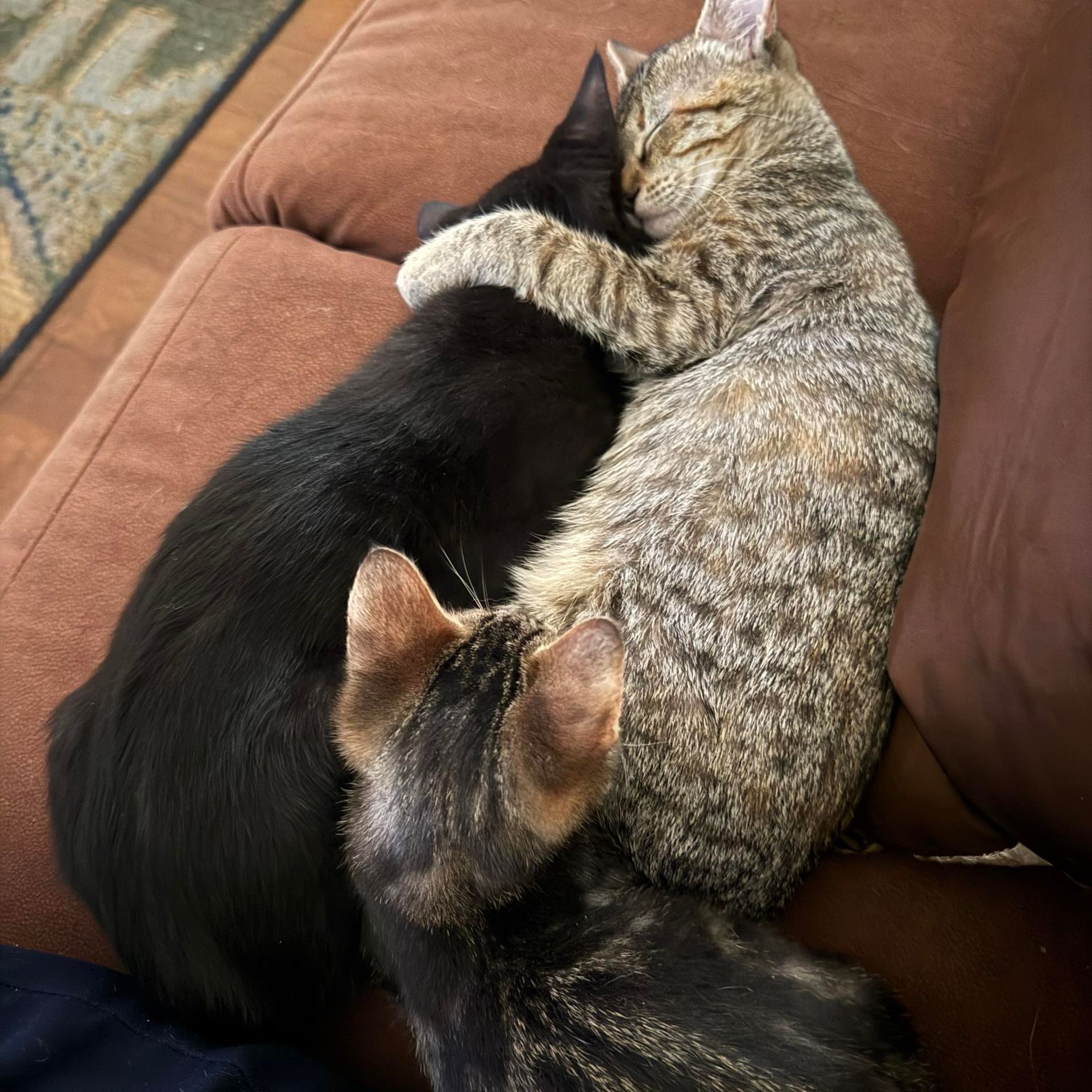Three cats curled together sleeping on a brown couch