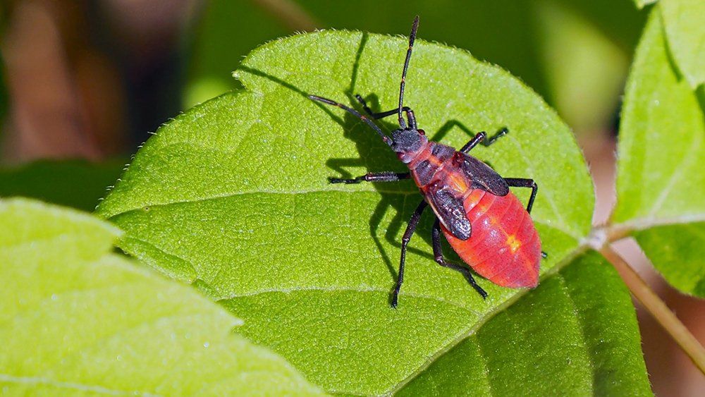 Box Elder Bug | Tomah, WI | Mosquito Bros