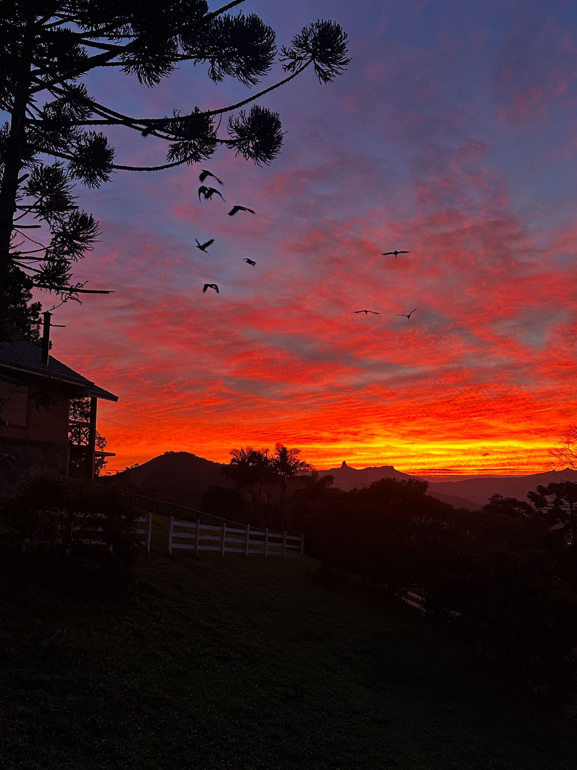 Silhuetas de pássaros sobre um pôr do sol vibrante em tons de laranja e roxo, atrás de árvores escuras e uma cerca.
