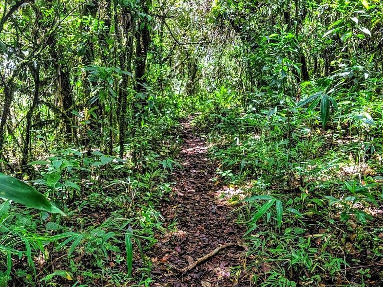 Trilha estreita de terra serpenteando por uma densa vegetação verdejante da floresta.