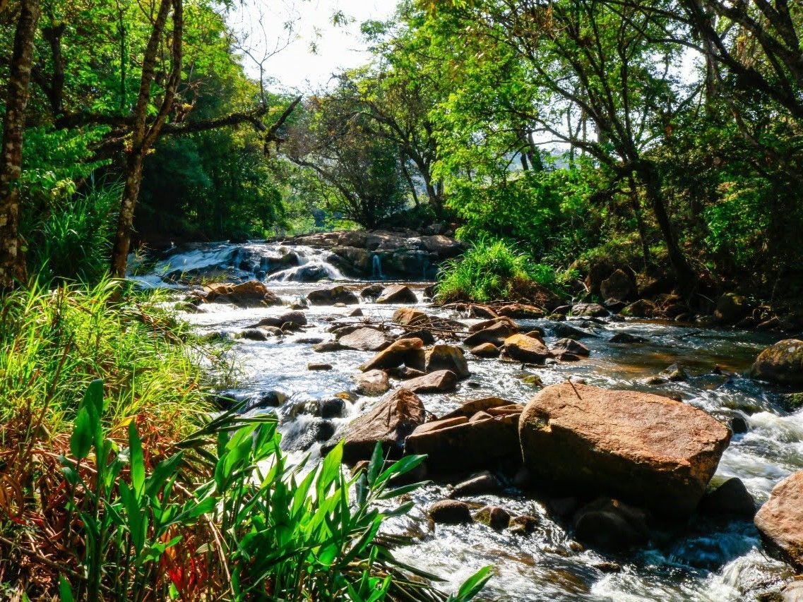 Um riacho iluminado pelo sol que atravessa uma floresta verdejante com pedras e folhagem densa.