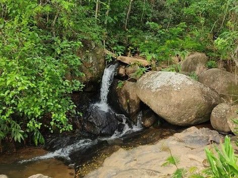 Pequena cachoeira que flui sobre rochas em um riacho verdejante na floresta.