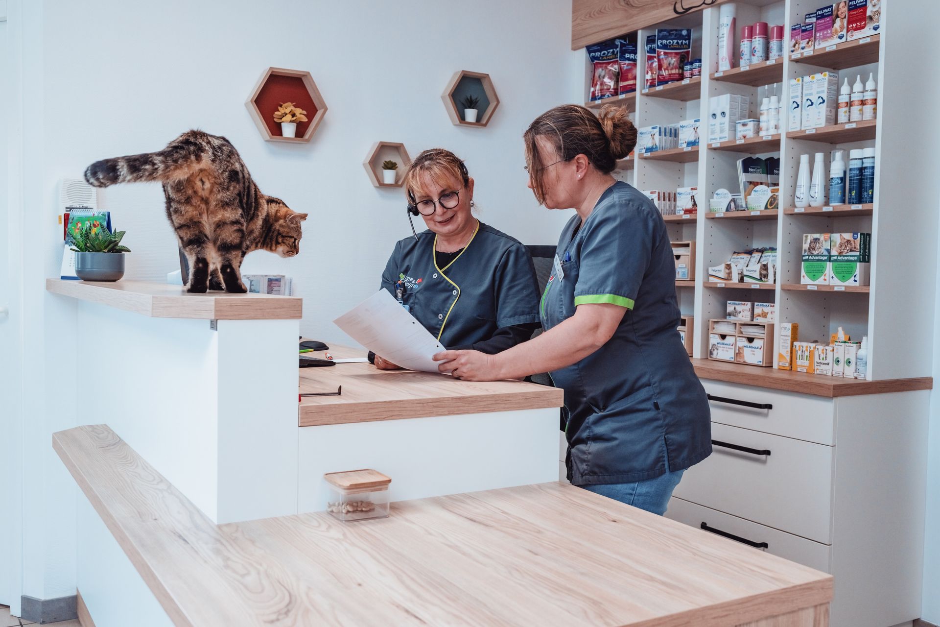 Cabinet vétérinaire : chat sur le comptoir, deux vétérinaires examinant des dossiers, étagères remplies de fournitures.