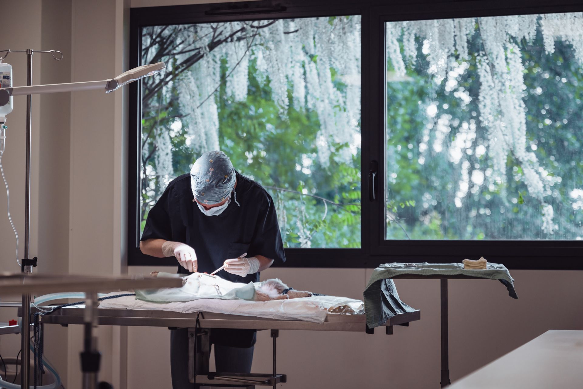 Un vétérinaire en tenue chirurgicale opère un animal sur une table dans une pièce avec une fenêtre donnant sur la verdure.