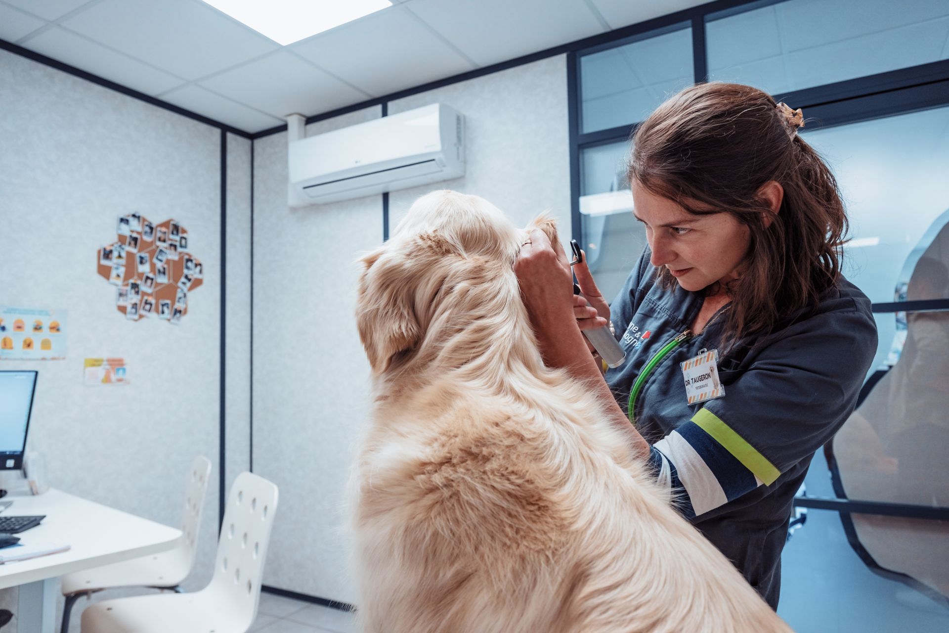 Un vétérinaire examine l'oreille d'un golden retriever dans une salle d'examen ; murs blancs, ordinateur et unité de climatisation sont visibles.