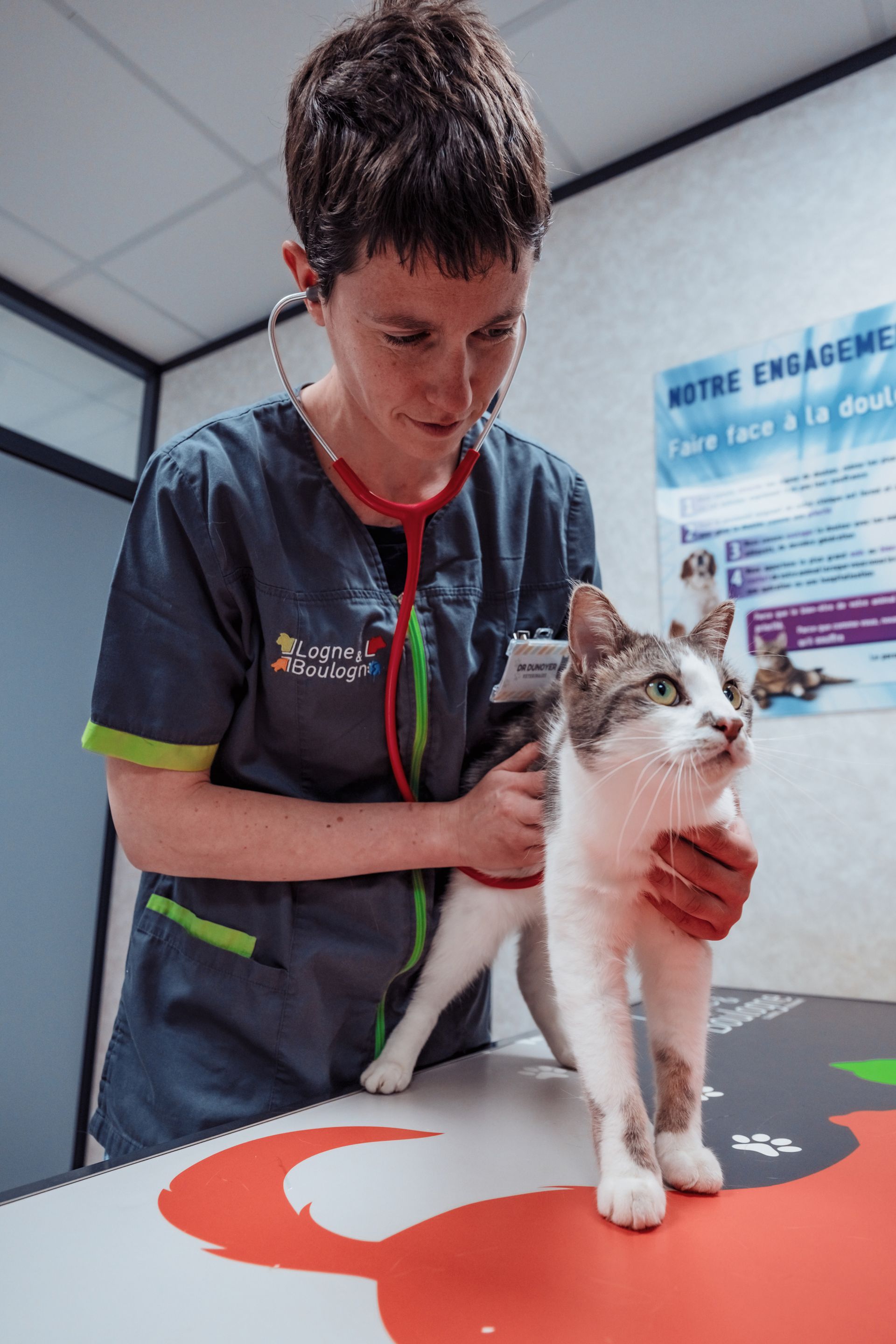 Un vétérinaire examine un chat au stéthoscope dans une clinique.