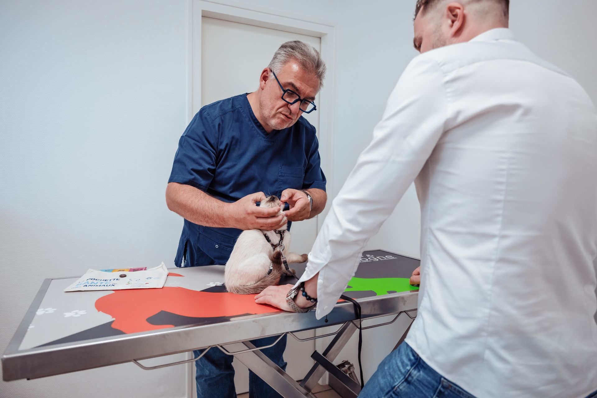 Un vétérinaire examine un chat sur une table, assisté d'une personne.