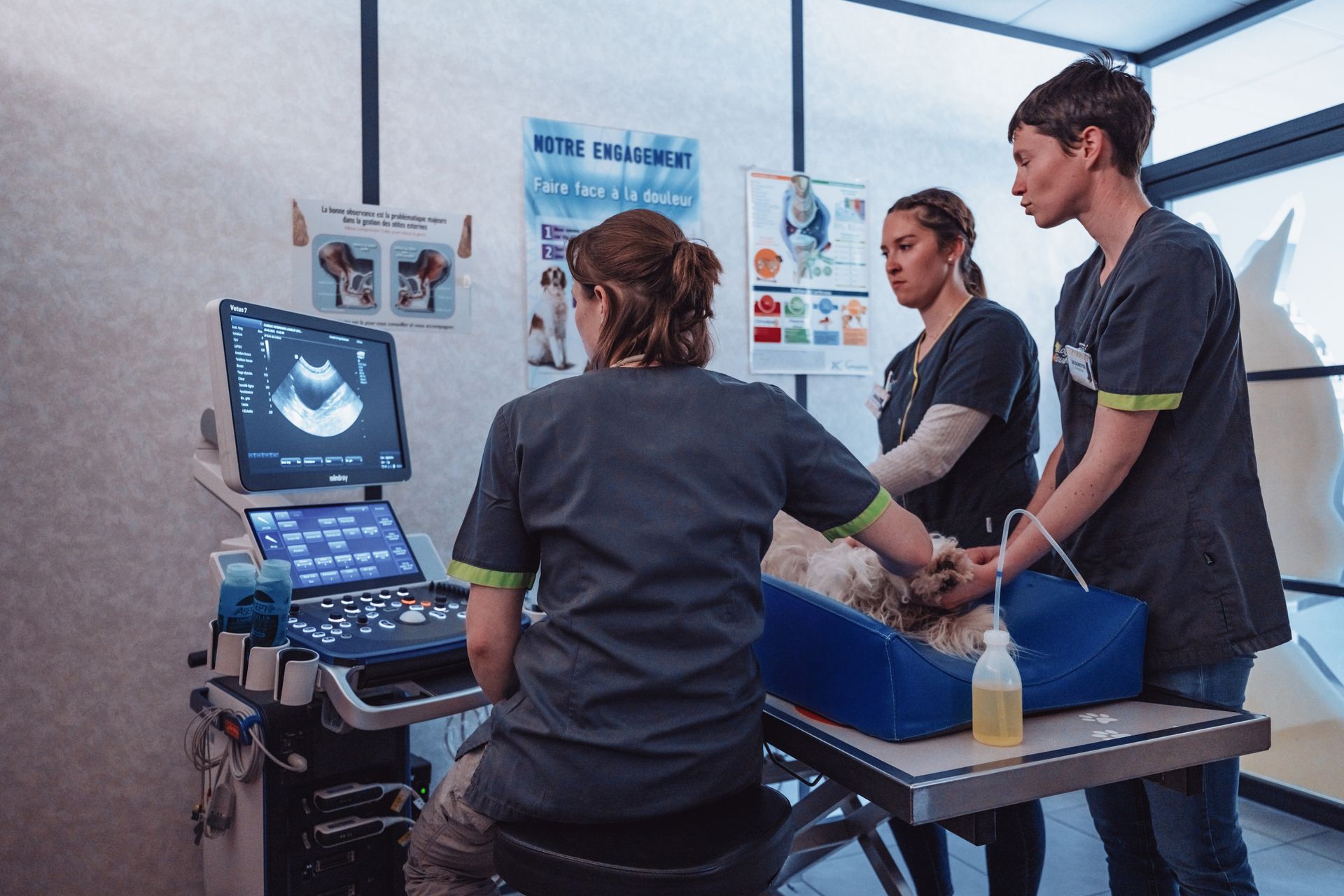 Des vétérinaires pratiquent une échographie sur un chien dans une clinique ; le chien est allongé sur une table.