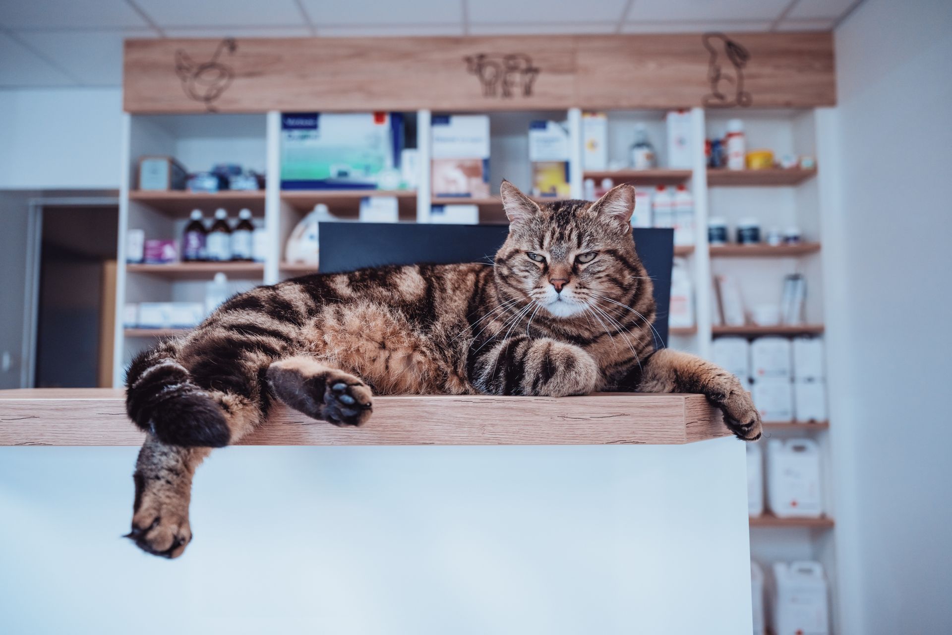 Chat tigré brun se reposant sur un comptoir en bois dans une clinique vétérinaire, étagères de médicaments en arrière-plan.
