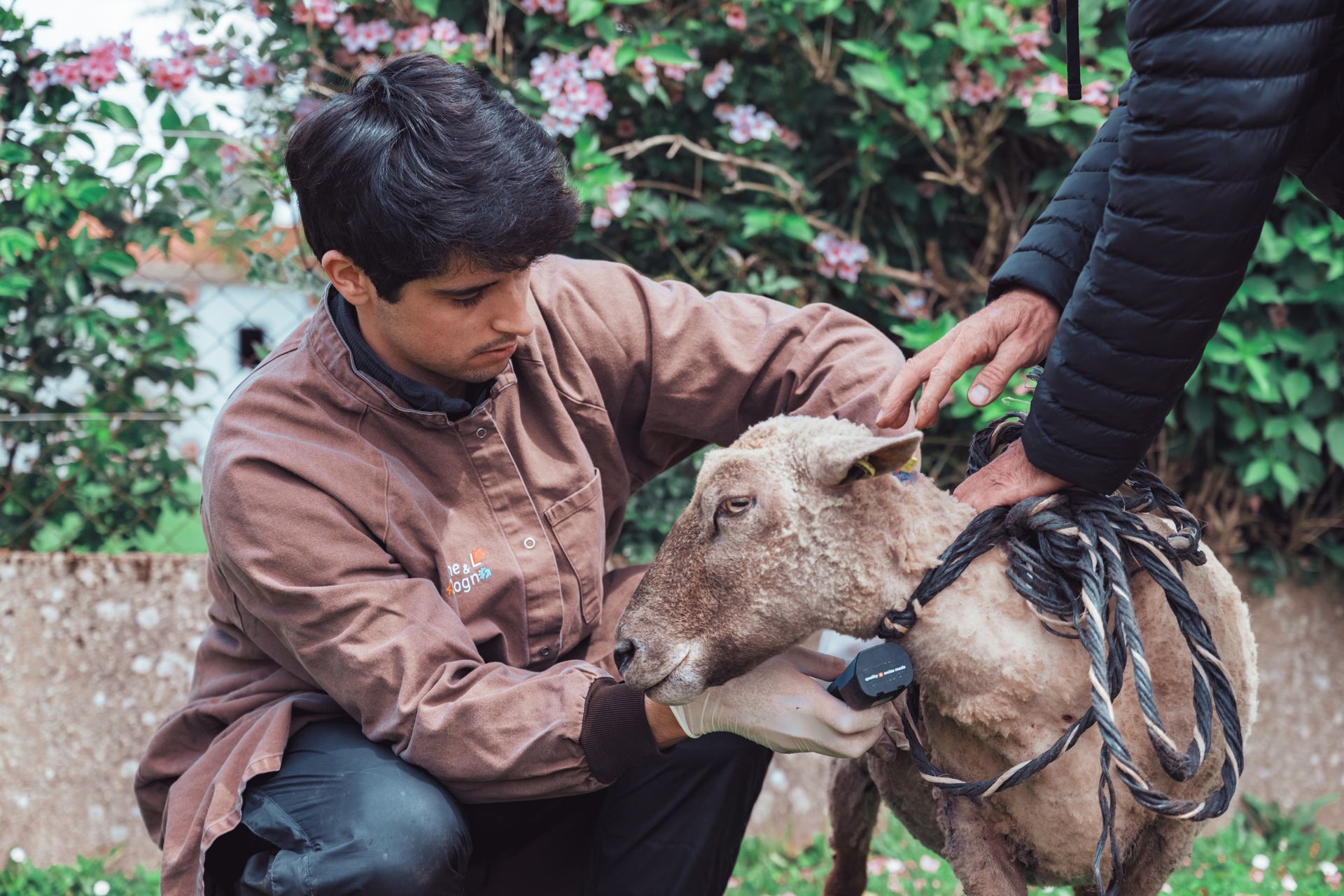 Un homme caresse un mouton harnaché à l'extérieur. Une autre personne est présente.
