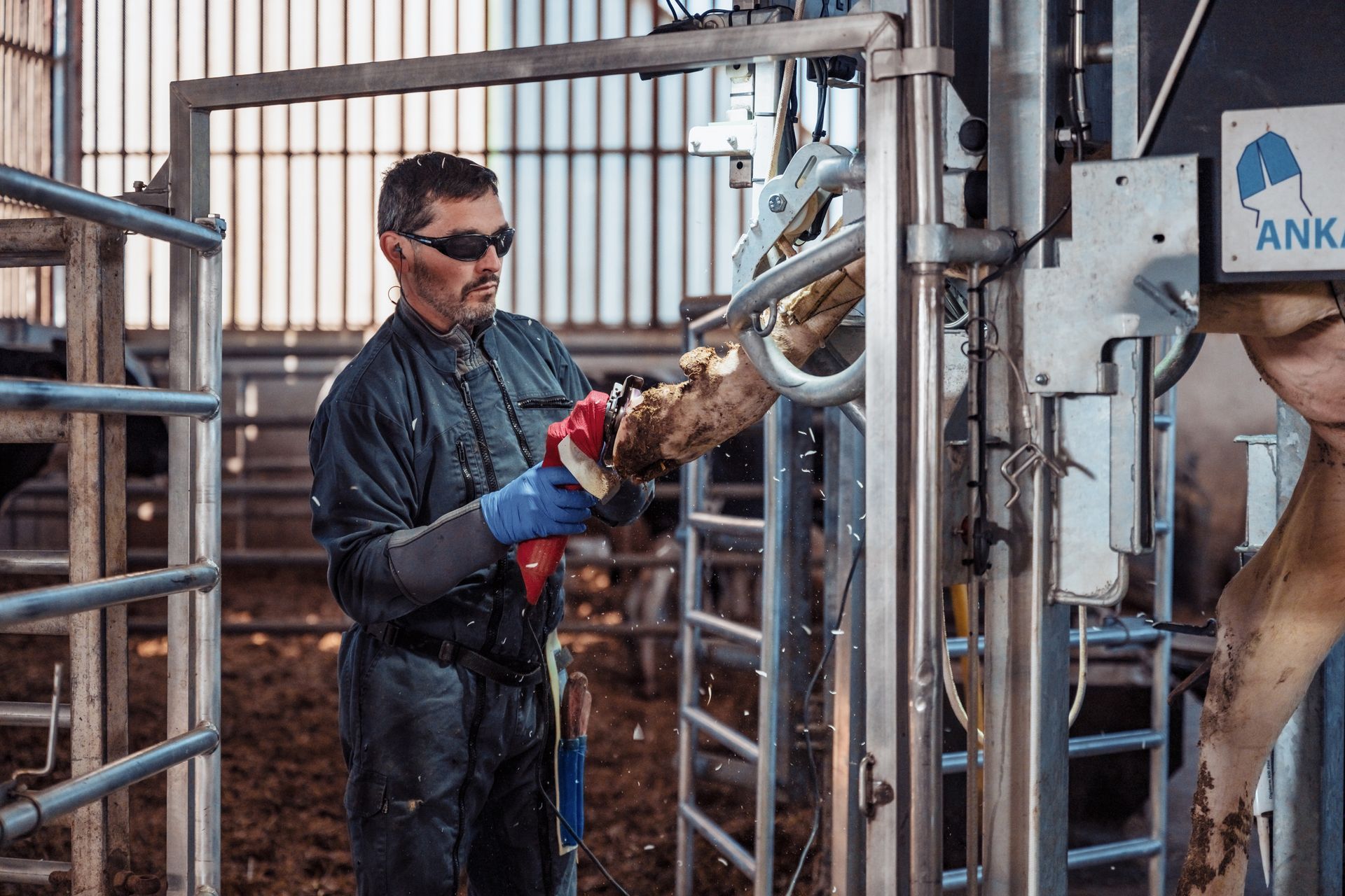 Un homme taille le sabot d'une vache dans un box métallique. Il porte un équipement de protection et des gants bleus. Une machine est visible.