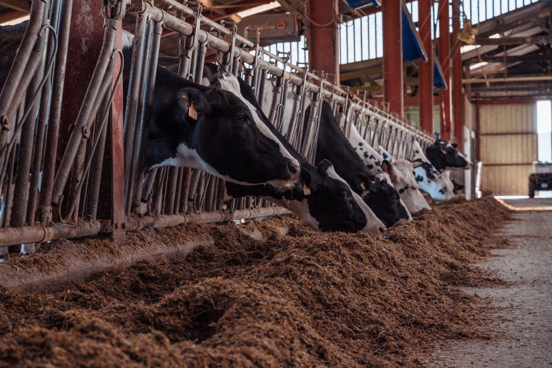 Des vaches mangent dans une étable. Des vaches noires et blanches, la tête dans les mangeoires, du fourrage brun au sol.