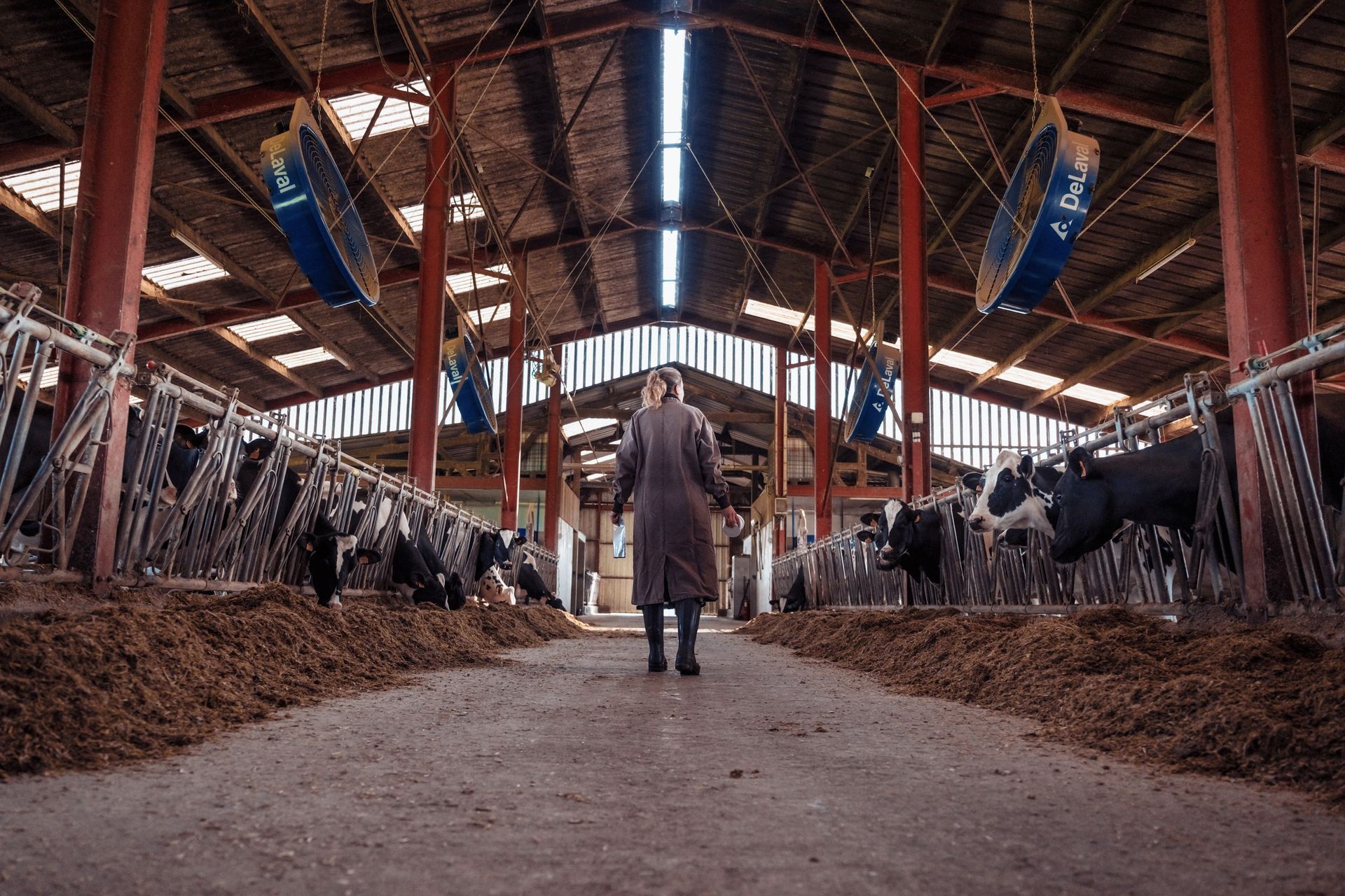 Une personne se tient dans l'allée d'une grange, des vaches dans des stalles de part et d'autre. Des faisceaux rouges et la lumière du jour éclairent le ciel.