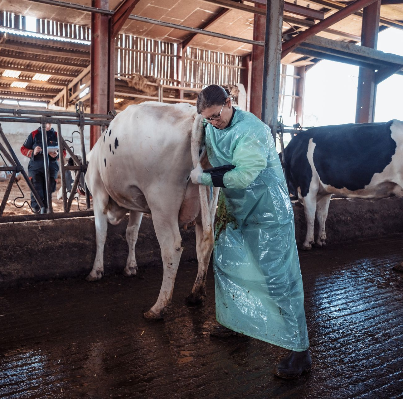 Un homme taille le sabot d'une vache dans un box métallique. Il porte un équipement de protection et des gants bleus. Une machine est visible.