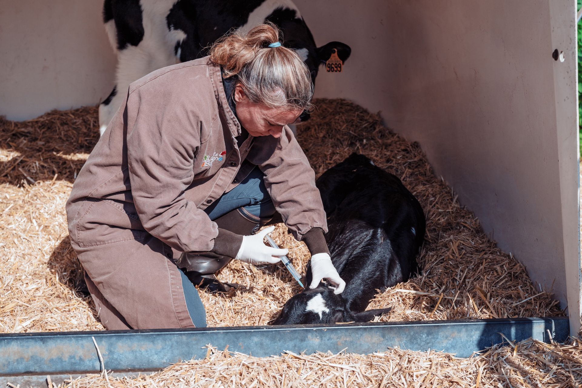 Un vétérinaire administre une injection à un veau nouveau-né dans un enclos rempli de paille ; une vache observe la scène à proximité.