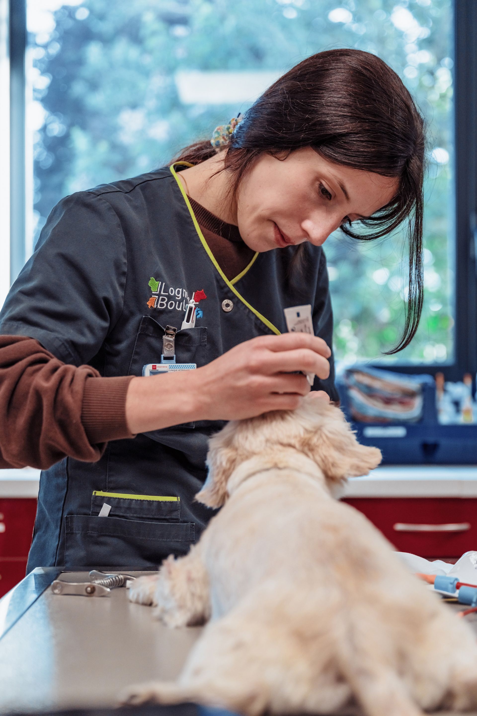 Un vétérinaire instille des gouttes ophtalmiques dans l'œil d'un petit chien beige, dans une clinique.