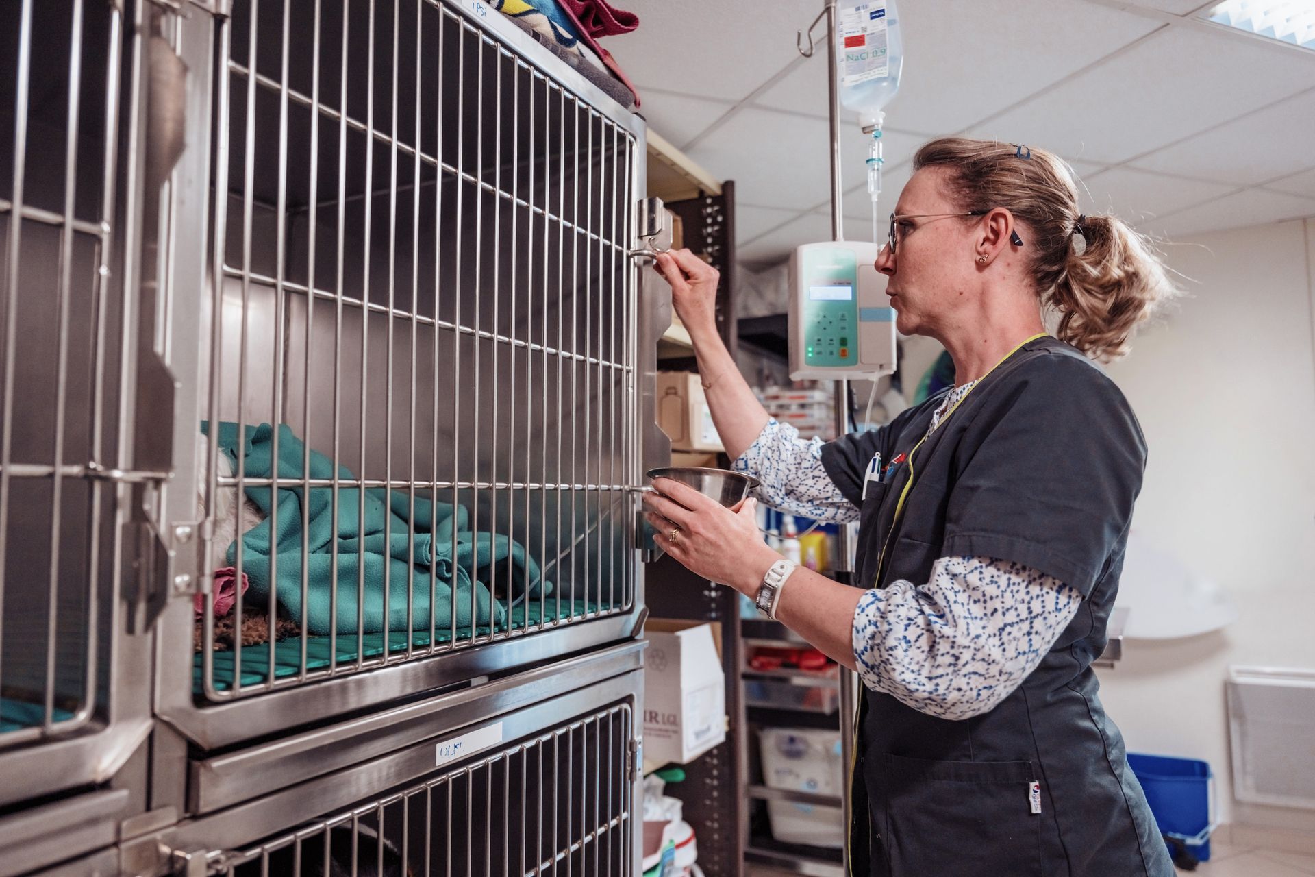 Un vétérinaire ajuste une poche de perfusion près des cages dans une clinique.
