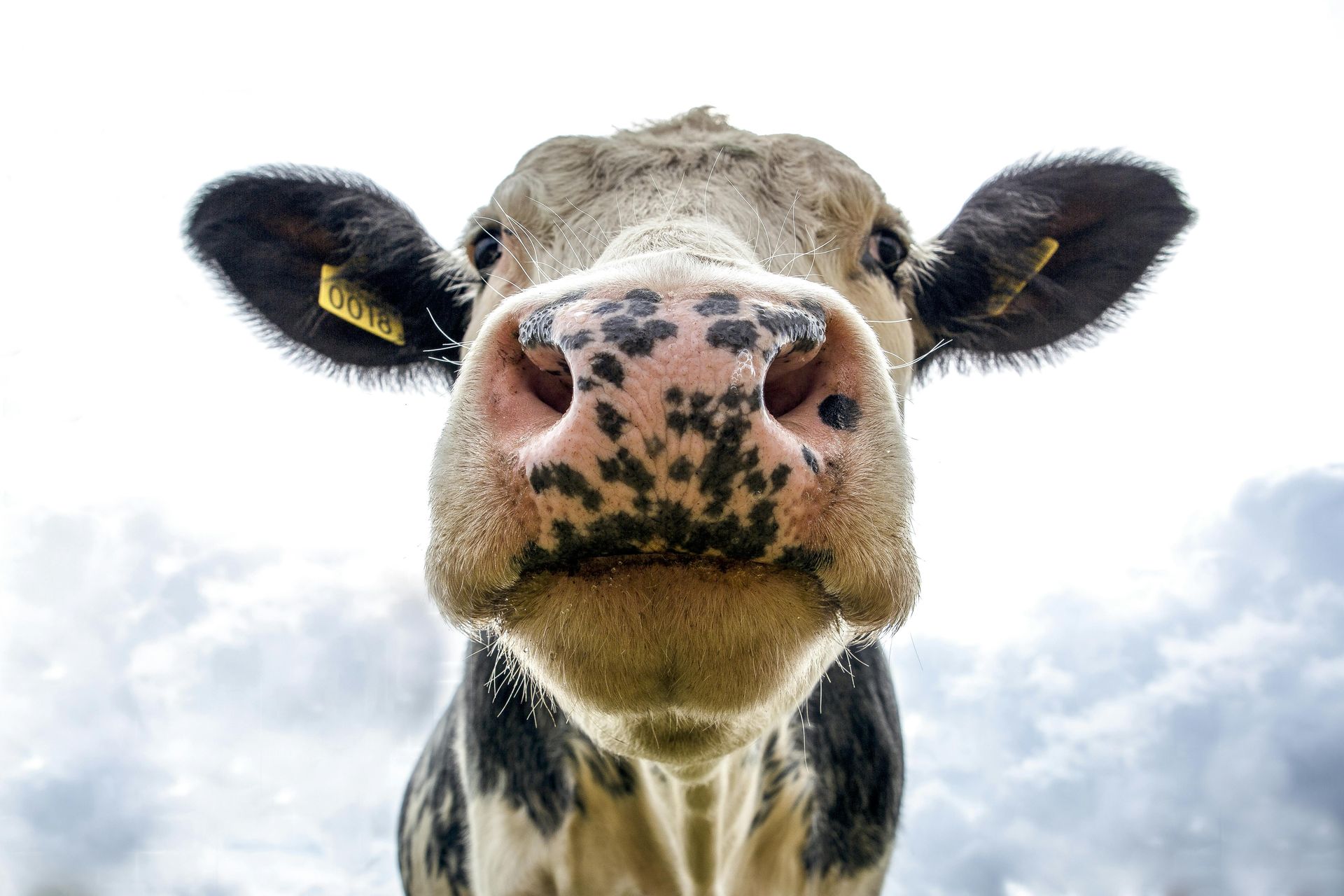 Gros plan sur une vache noire et blanche regardant droit dans l'objectif, avec un nez rose tacheté.