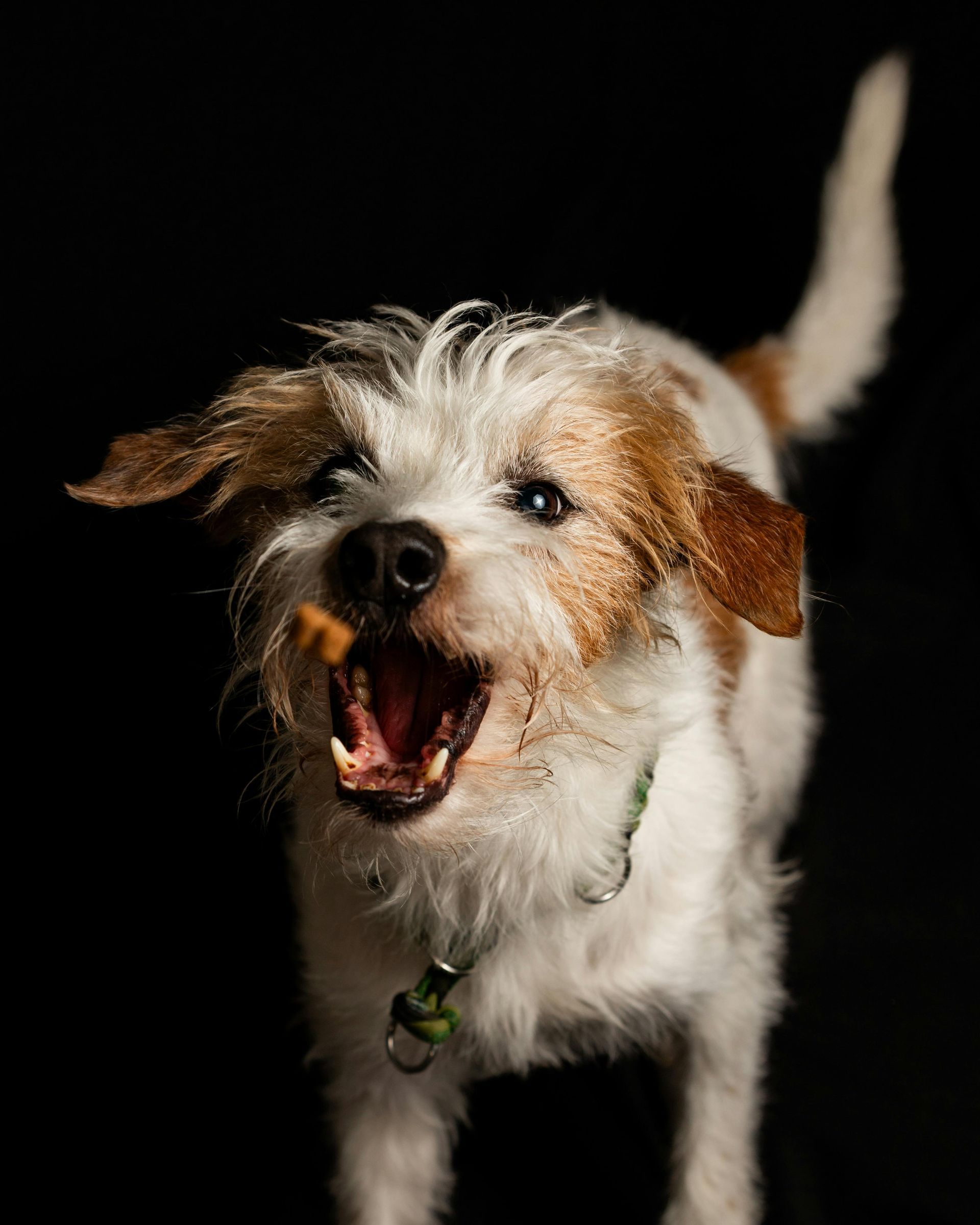 Chien blanc et marron, en pleine action, attrapant une friandise au vol. Gueule ouverte, expression joyeuse. Fond noir.