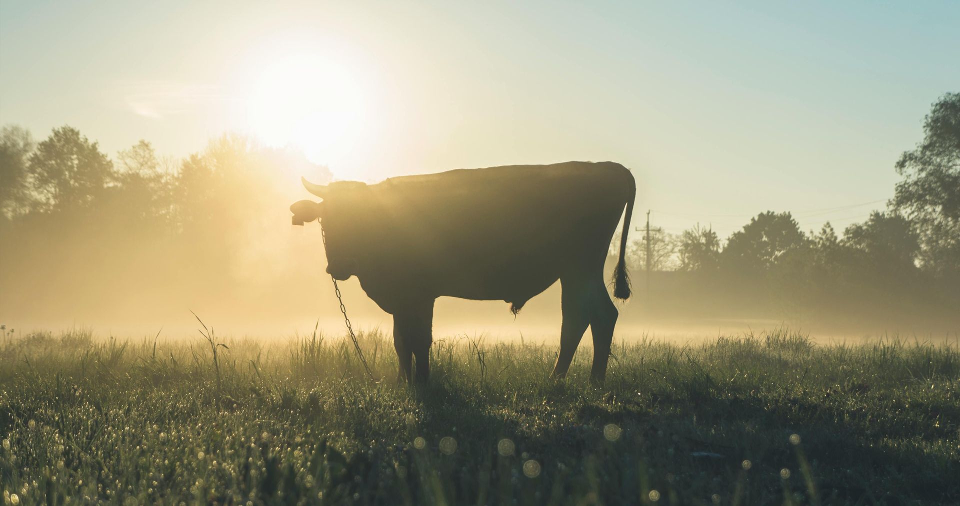 Vache se détachant en silhouette dans un champ au lever du soleil, entourée de brume et de lumière éclatante.