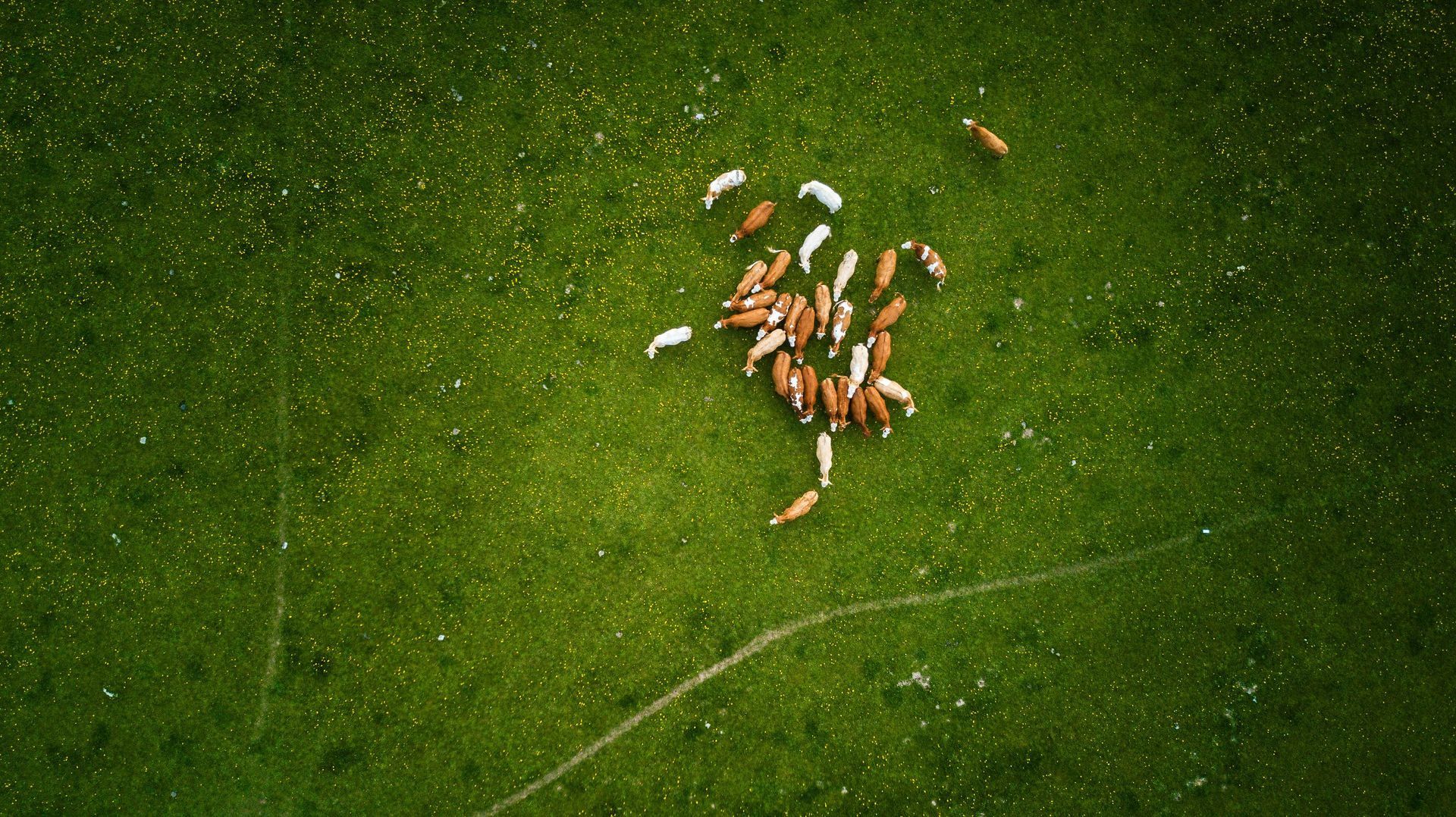 Vue aérienne d'un troupeau de vaches paissant dans un vaste pâturage verdoyant. Certaines vaches sont blanches et d'autres brunes.