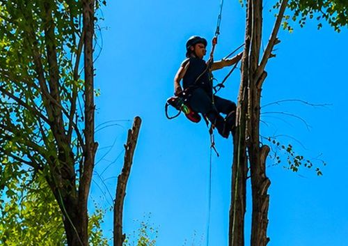 Tree climber suspended by ropes among tall bare trunks against a bright blue sky
